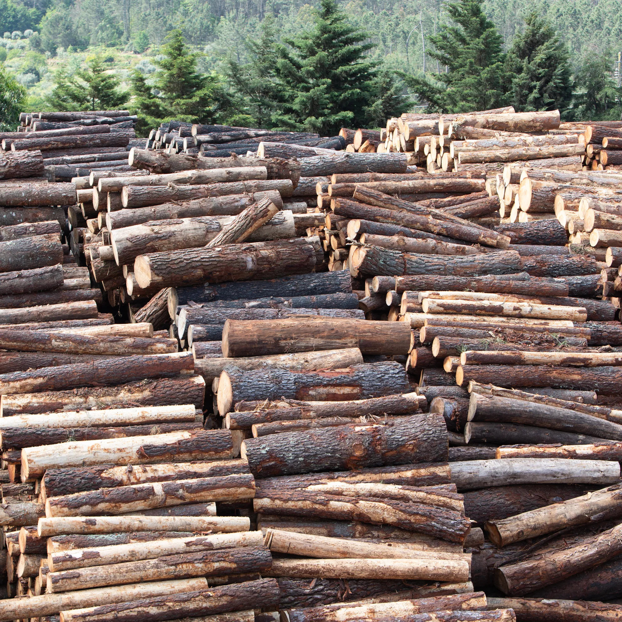 image-Forestry